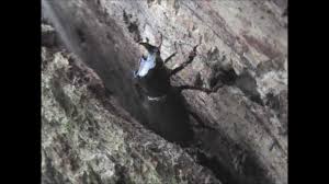 Attēlu rezultāti vaicājumam “Sinodendron cylindricum male”