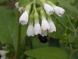 Attēlu rezultāti vaicājumam “Symphytum officinale flower”