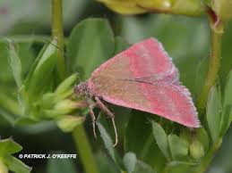 Attēlu rezultāti vaicājumam “Phytometra viridaria”