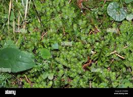 Attēlu rezultāti vaicājumam “Barbilophozia lycopodioides macro”