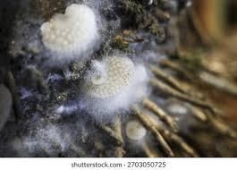 Attēlu rezultāti vaicājumam “Comatricha fragilis macro”