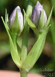Attēlu rezultāti vaicājumam “Swertia perennis flower”