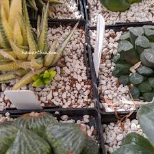 Image result for Haworthia mix