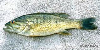 Image result for Micropterus dolomieu