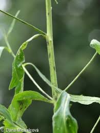 Attēlu rezultāti vaicājumam “Sisymbrium volgense leaf”