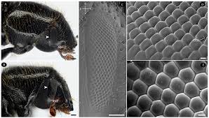 Attēlu rezultāti vaicājumam “Tomicus minor”