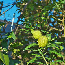 Attēlu rezultāti vaicājumam “Physarum ovisporum macro”