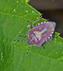 Attēlu rezultāti vaicājumam “Dolycoris baccarum”
