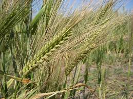 Attēlu rezultāti vaicājumam “Hordeum vulgare”