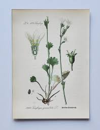 Attēlu rezultāti vaicājumam “Saxifraga granulata leaf”