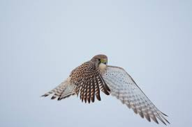 Attēlu rezultāti vaicājumam “Falco tinnunculus adult”