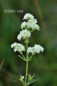 Attēlu rezultāti vaicājumam “Galium boreale leaf”