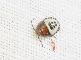 Attēlu rezultāti vaicājumam “Tritomegas bicolor nymph”