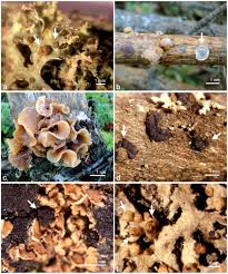 Attēlu rezultāti vaicājumam “Tremella ramalinae”