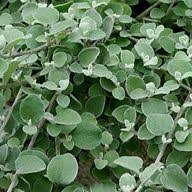 Image result for Helichrysum lindleyii