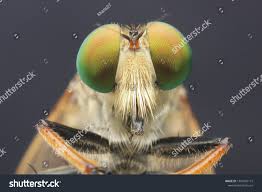 Attēlu rezultāti vaicājumam “Asilus crabroniformis”