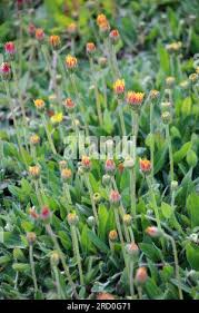 Attēlu rezultāti vaicājumam “Pilosella officinarum bud”