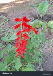 Attēlu rezultāti vaicājumam “Lobelia dortmanna leaf”