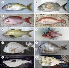 Image result for Haemulon carbonarium