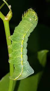 Attēlu rezultāti vaicājumam “Amphipyra pyramidea”