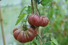 Afbeeldingsresultaat voor purple calabash tomato