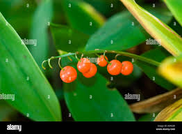 Attēlu rezultāti vaicājumam “Convallaria majalis fruit”