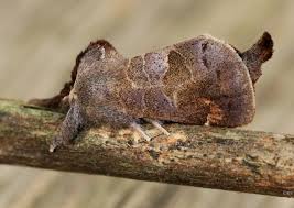 Attēlu rezultāti vaicājumam “Clostera pigra”