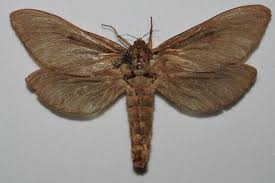 Attēlu rezultāti vaicājumam “Hepialidae”