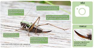 Attēlu rezultāti vaicājumam “Metrioptera brachyptera”