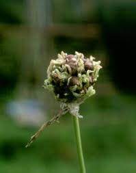 Attēlu rezultāti vaicājumam “Allium sativum bud”