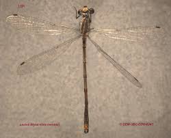 Attēlu rezultāti vaicājumam “Lestes dryas male”