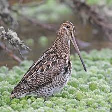 Attēlu rezultāti vaicājumam “Gallinago gallinago eggs”
