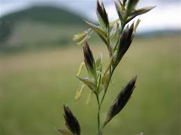 Attēlu rezultāti vaicājumam “Festuca pratensis”