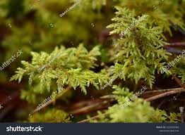 Attēlu rezultāti vaicājumam “Hylocomium splendens sporophyte”