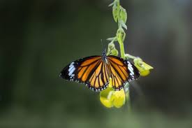 Attēlu rezultāti vaicājumam “Coenonympha hero underside”