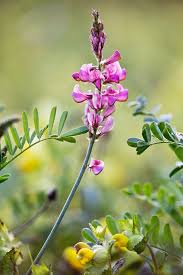 Image result for Onobrychis viciifolia