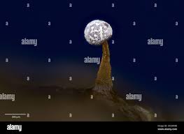 Attēlu rezultāti vaicājumam “Physarum rubiginosum plasmodium”