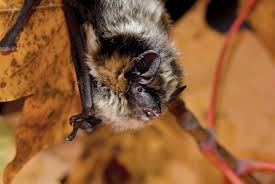 Attēlu rezultāti vaicājumam “Eptesicus nilssonii”