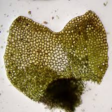 Attēlu rezultāti vaicājumam “Lophozia excisa”