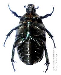 Attēlu rezultāti vaicājumam “Liocola lugubris”