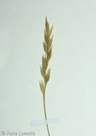 Attēlu rezultāti vaicājumam “Danthonia decumbens”