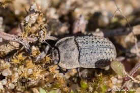 Attēlu rezultāti vaicājumam “Opatrum sabulosum”