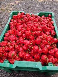 Afbeeldingsresultaat voor aji dulce sweet pepper