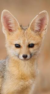 Attēlu rezultāti vaicājumam “Vulpes zerda”