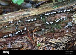 Attēlu rezultāti vaicājumam “Diderma radiatum”