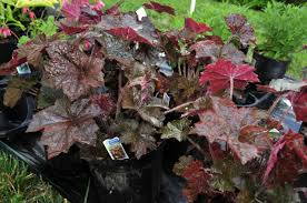 Image result for Heuchera `Palace Purple`