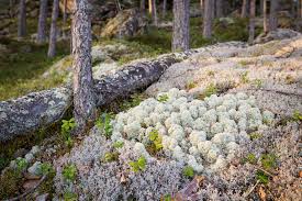 Attēlu rezultāti vaicājumam “Cladonia stellaris”