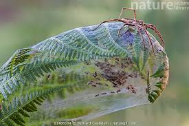 Attēlu rezultāti vaicājumam “Pisaura mirabilis female”