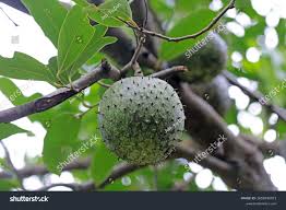 Attēlu rezultāti vaicājumam “Libanotis montana fruit”