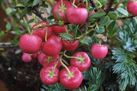 Attēlu rezultāti vaicājumam “Gaultheria cuneata”